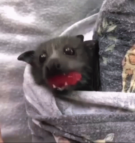 Food Bat GIF