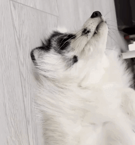 Fox лис GIF