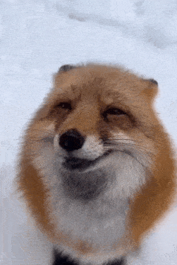 Fox Foxes GIF