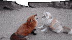 Fox Foxes Sticker