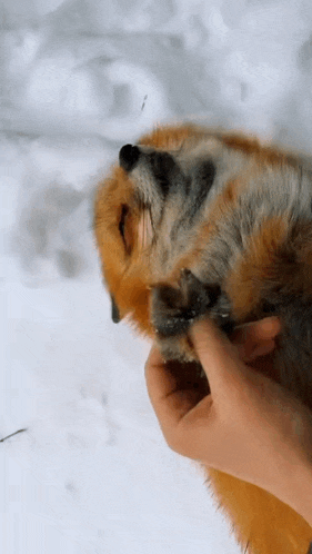 Foxes Cute GIF