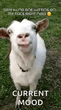 Fragola GIF