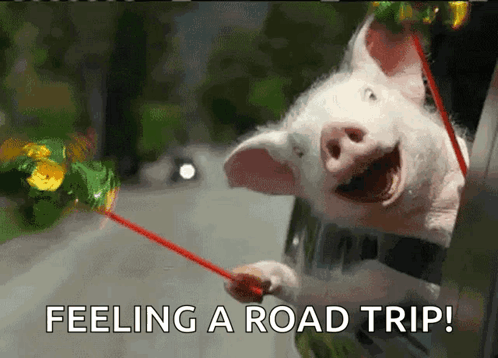 Freedom Roadtrip GIF