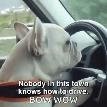 French Bulldog Driving GIF
