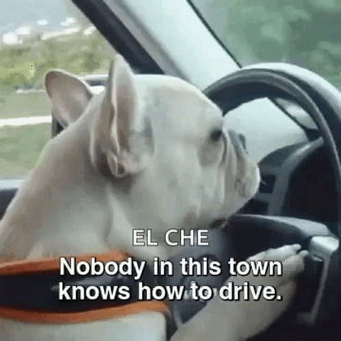 French Bulldog Driving GIF
