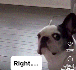 Frenchie Right GIF