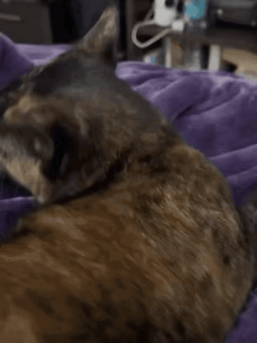 Freya Freya Cat GIF