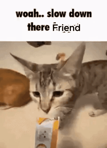 Friend Cat GIF