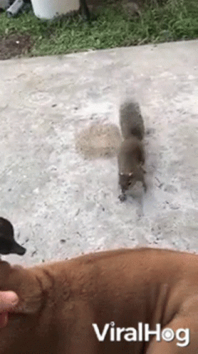 Friendship Dog GIF