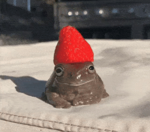 Frog Cute GIF