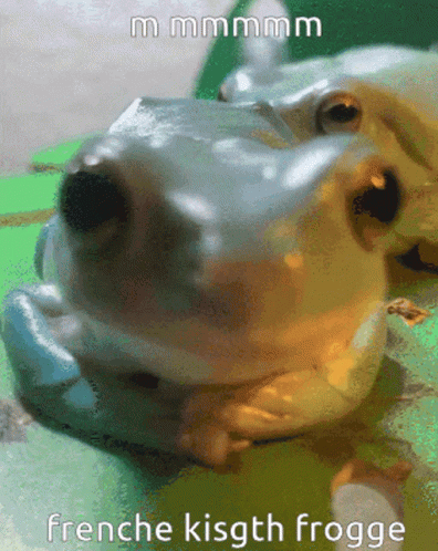 Frog French Kiss GIF