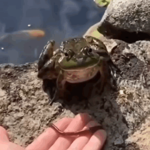 Frog Jumping Slow Mo GIF