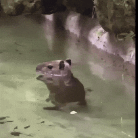 Fun Pets Pets Fun GIF