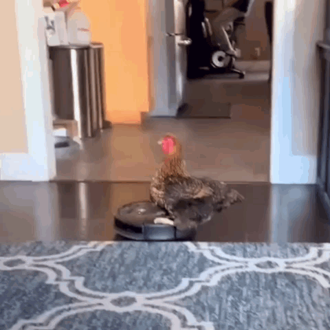 Fun Pets Pets Fun GIF