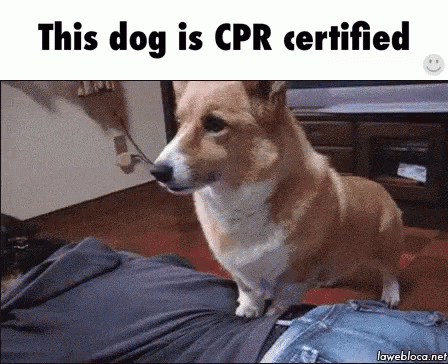 Funny Animal Dog GIF