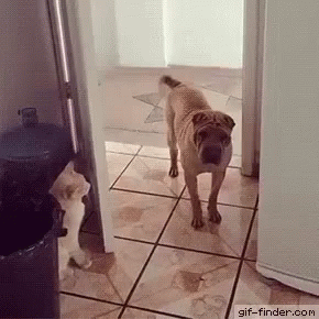 Funny Animals Cat GIF