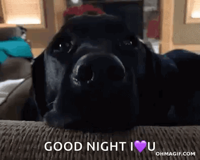 Funny Animals Dog GIF
