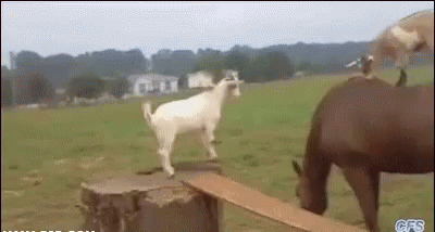 Funny Animals Goats GIF