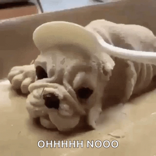 Funny Animals Lol GIF