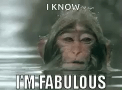Funny Animals Monkey GIF
