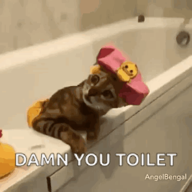 Funny Animals Spa Day GIF
