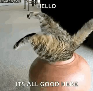 Funny Animals Stuck GIF