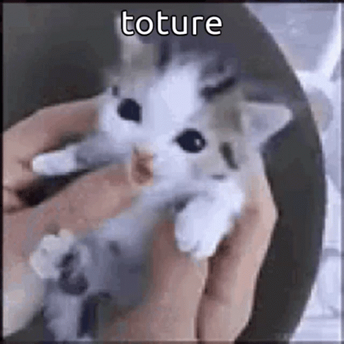Funny Animals Toture GIF