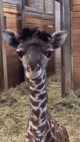Funny Animals Toung Out GIF