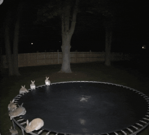 Funny Bunnies GIF