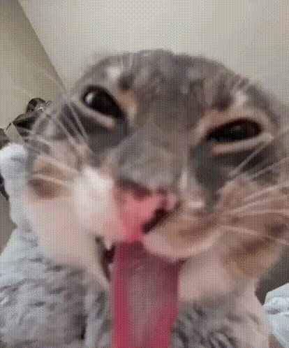 Funny Cat Cat Tongue GIF