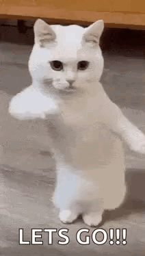 Funny Cat Dancing Cat GIF