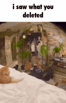 Funny Cat GIF