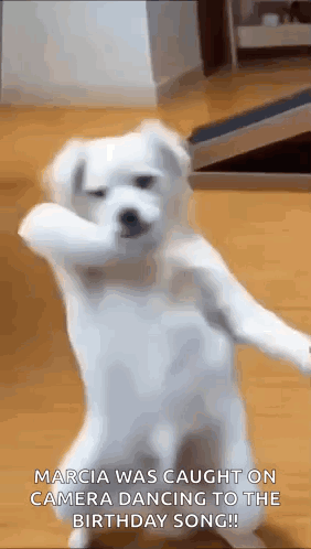 Funny Dog Dance Dancing Dog GIF