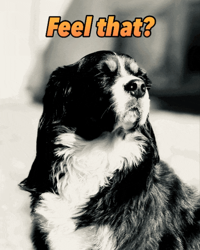 Funny Dog Face Weekend GIF