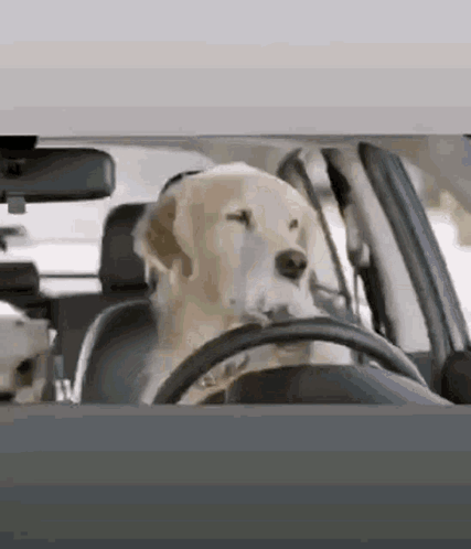 Funny Dogs GIF