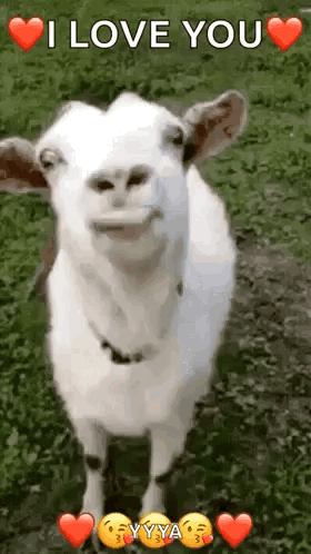 Funny Face Goats GIF