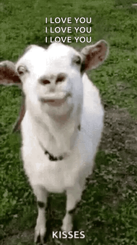 Funny Face Goats GIF
