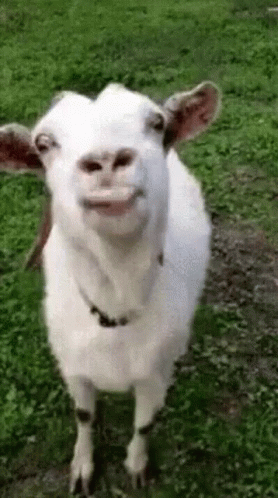 Funny Face GIF