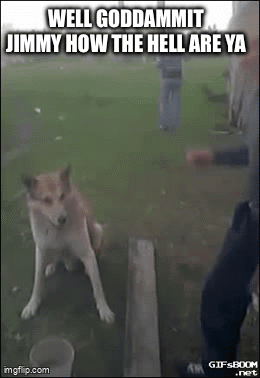 Funny Memes GIF