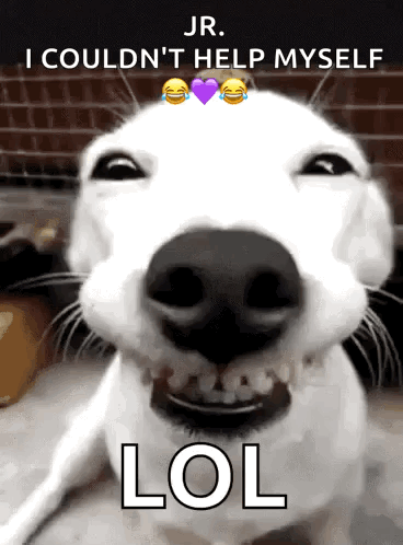 Funnydogs Cute GIF