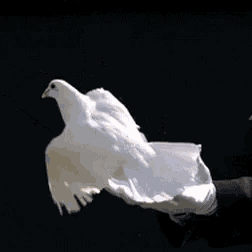 Güvercin GIF