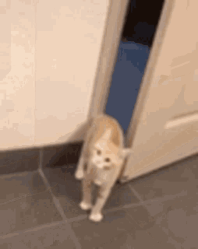 G GIF