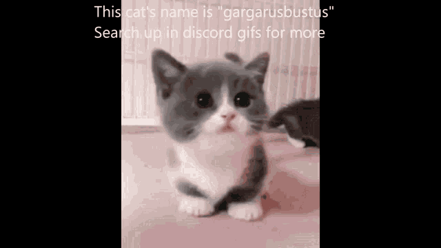 Gargarusbustus Dont Search Up Gargarusbustus GIF