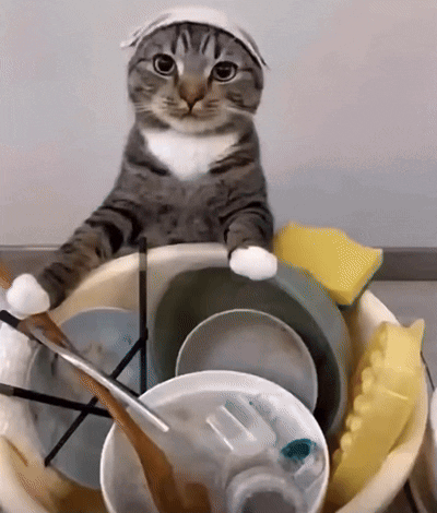 Gato Cat GIF