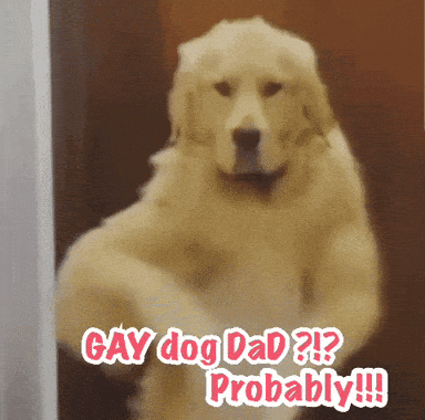 Gay Dog Dad Gay Cat Dad GIF
