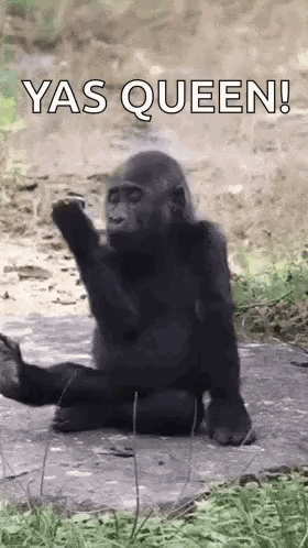 Gay Monkey Slay Monkey GIF