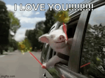 Geico Pinwheel GIF