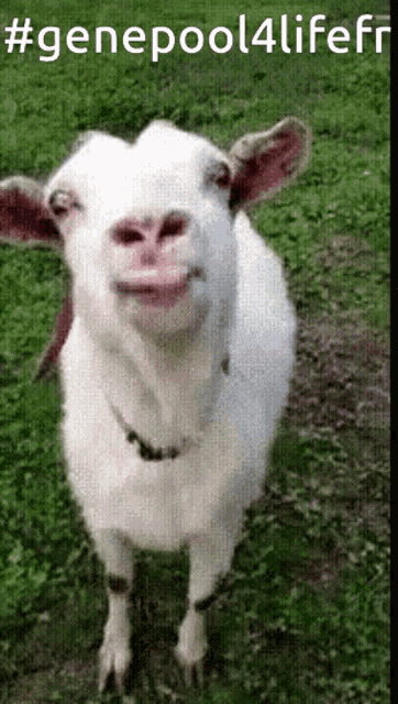 Gene Pool GIF