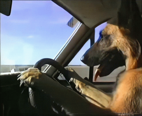 German Shepherd Dog Driving Car GIF