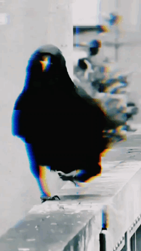 Ggkwlk GIF